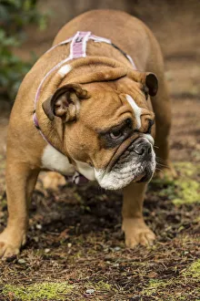 Images Dated 24th February 2016: Issaquah, Washington State, USA. English Bulldog walking in her yard. (PR)