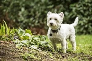 Images Dated 16th February 2016: Issaquah, Washington State, USA. Westie exploring the yard. (PR)