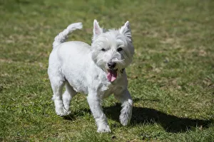 Images Dated 30th March 2016: Issaquah, Washington State, USA. Westie running with great enjoyment in the park. (PR)