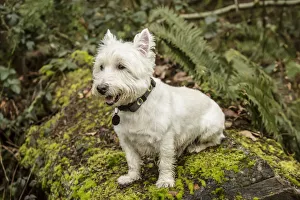 Images Dated 16th February 2016: Issaquah, Washington State, USA. Westie posing outside as he sits on a large moss-covered