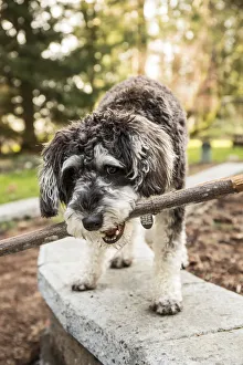 Issaquah, Washington State, USA. Schnoodle puppy carrying a stick in his yard. (PR)