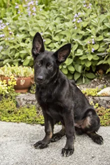 Images Dated 7th June 2016: Issaquah, Washington State, USA. Four month old German Shepherd puppy. (PR)