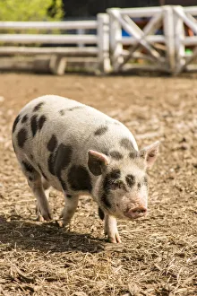 Issaquah, Washington State, USA. The Kunekune is a small breed of domestic pig with a docile