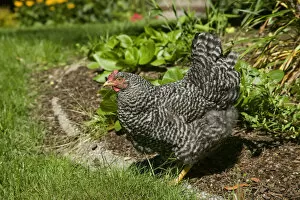Images Dated 5th September 2007: Issaquah, Washington State, USA. Free-ranging Barred Plymouth Rock chicken in a flower bed