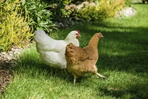 Images Dated 5th September 2007: Issaquah, Washington State, USA. Free-ranging chickens White Plymouth Rock and Buff