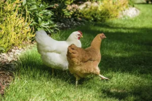 Images Dated 5th September 2007: Issaquah, Washington State, USA. Free-ranging chickens White Plymouth Rock and Buff