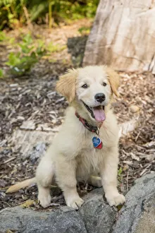 Issaquah, Washington State, USA. Golden Retriever puppy sitting atop a stone retaining wall