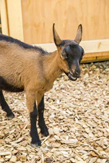 Images Dated 28th July 2015: Issaquah, Washington State, USA. 11 week old Oberhasli goat standing near its barn. (PR)