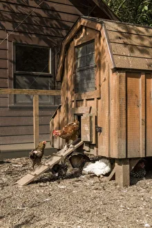 Issaquah, Washington State, USA. Mixed breeds of chickens around a hand-made chicken coop
