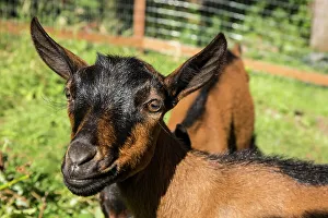 Animals Collection: Issaquah, Washington State, USA. Close-up of 11 week old Oberhasli goats. (PR)