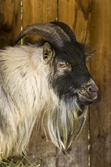 Issaquah, Washington State, USA. African Pygmy goat portrait