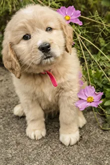 Images Dated 23rd October 2015: Issaquah, Washington State, USA. Cute seven week Goldendoodle puppy sitting by some