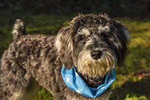 Images Dated 8th January 2016: Issaquah, Washington State, USA. Seven month old Schnoodle puppy wearing a bandana outside