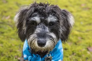 Images Dated 8th January 2016: Issaquah, Washington State, USA. Close-up portrait of seven month old Schnoodle puppy