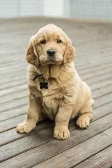 Issaquah, Washington State, USA. Eight week old Golden Retriever puppy sitting on a wooden deck