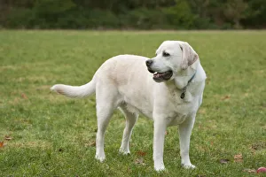 Images Dated 26th January 2011: Issaquah, Washington State, USA. 6 year old English Yellow Labrador standing in a