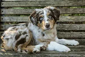 Images Dated 10th January 2016: Issaquah, Washington State, USA. Four month old Red Merle Australian Shepherd puppy