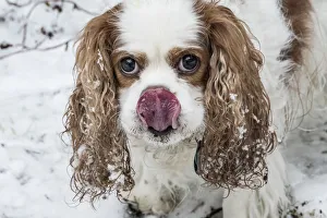 Images Dated 6th February 2017: Issaquah, Washington State, USA. Cavalier King Charles Spaniel hoping for a treat