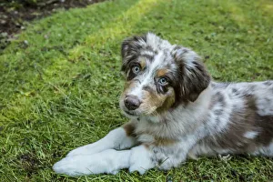 Images Dated 10th January 2016: Issaquah, Washington State, USA. Four month old Red Merle Australian Shepherd puppy