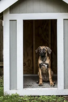Images Dated 25th January 2016: Issaquah, Washington State, USA. Four month old Rhodesian Ridgeback puppy sitting
