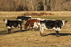 Images Dated 9th February 2011: Issaquah, Washington State, USA. Pinzgauer beef cattle grazing in pasture