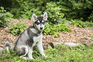 Images Dated 9th August 2016: Issaquah, Washington State, USA. Three month old Alaskan Malamute puppy learning