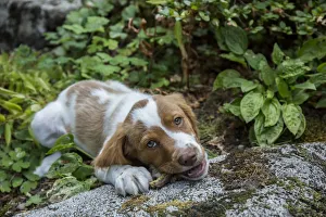 Images Dated 2017 August: Issaquah, Washington State, USA. Two month old Brittany Spaniel enjoying a chew stick