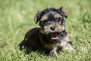 Issaquah, Washington State, USA. Cute tiny Yorkshire Terrier puppy experiencing his