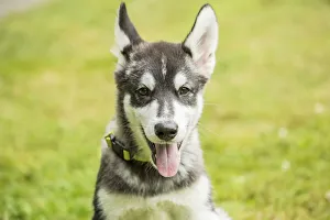 Images Dated 9th August 2016: Issaquah, Washington State, USA. Three month old Alaskan Malamute puppy portrait. (PR)