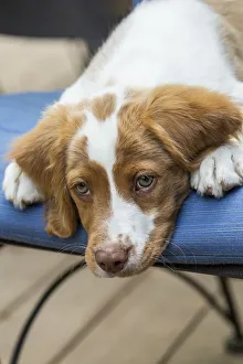 Images Dated 2017 August: Issaquah, Washington State, USA. Close-up of a two month old Brittany Spaniel reclining