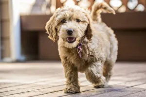 Images Dated 2nd September 2017: Issaquah, Washington State, USA. Happy eight week old Goldendoodle puppy walking