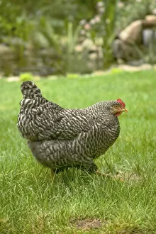 Images Dated 14th September 2007: Issaquah, Washington State, USA. Free-ranging Barred Plymouth Rock chicken Henny