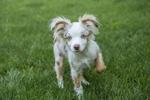 Images Dated 7th July 2017: Issaquah, Washington State, USA. Mini Australian Shepherd puppy playing in his yard (PR)