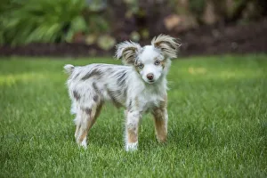 Images Dated 7th July 2017: Issaquah, Washington State, USA. Mini Australian Shepherd puppy playing in his yard (PR)