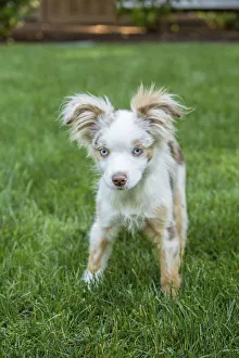 Images Dated 7th July 2017: Issaquah, Washington State, USA. Mini Australian Shepherd puppy playing in his yard (PR)