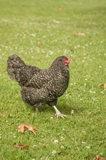 Images Dated 9th July 2012: Issaquah, Washington State, USA. Free-range Maran hen walking on a lawn. (PR)
