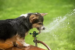 Animals Gallery: Issaquah, Washington State, USA. Six month old Corgi puppy trying to drink from the lawn sprinkler