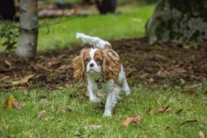 Issaquah, Washington State, USA. Six month old Cavalier King Charles Spaniel puppy