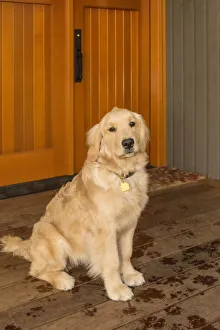 Images Dated 28th October 2016: Issaquah, Washington State, USA. Four month old Golden Retriever puppy posing by