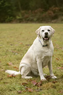 Animals Collection: Issaquah, Washington State, USA. English Yellow Labrador Retriever, smiling while