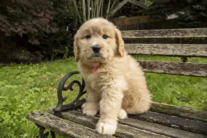 Images Dated 23rd October 2015: Issaquah, Washington State, USA. Cute seven week Goldendoodle puppy sitting on a