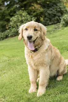 Images Dated 28th October 2016: Issaquah, Washington State, USA. Four month old Golden Retriever puppy posing on her lawn