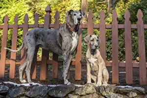 Issaquah, Washington State, USA. Great Dane puppy and her companion adult playing