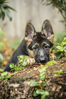 Images Dated 30th October 2016: Issaquah, Washington State, USA. Three month old German Shepherd acting shy as she