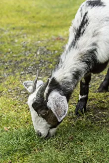 Issaquah, Washington State, USA. Adult doe mixed breed Nubian and Boer goat grazing on grass