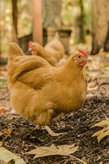 Images Dated 5th November 2012: Issaquah, Washington State, USA. Free-ranging Buff Orpington chickens. (PR)