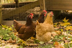 Issaquah, Washington State, USA. Free-ranging Buff Orpington and Rhode Island Red