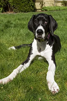 Images Dated 11th April 2014: Issaquah, Washington State, USA. Six month old Great Dane puppy resting in her backyard