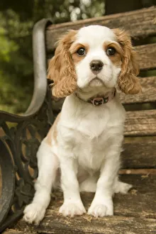 Issaquah, Washington State, USA. Cavalier King Charles Spaniel puppy at 11 weeks old
