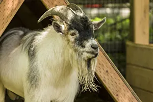Images Dated 30th May 2014: Issaquah, Washington State, USA. Adult African Pygmy Goat